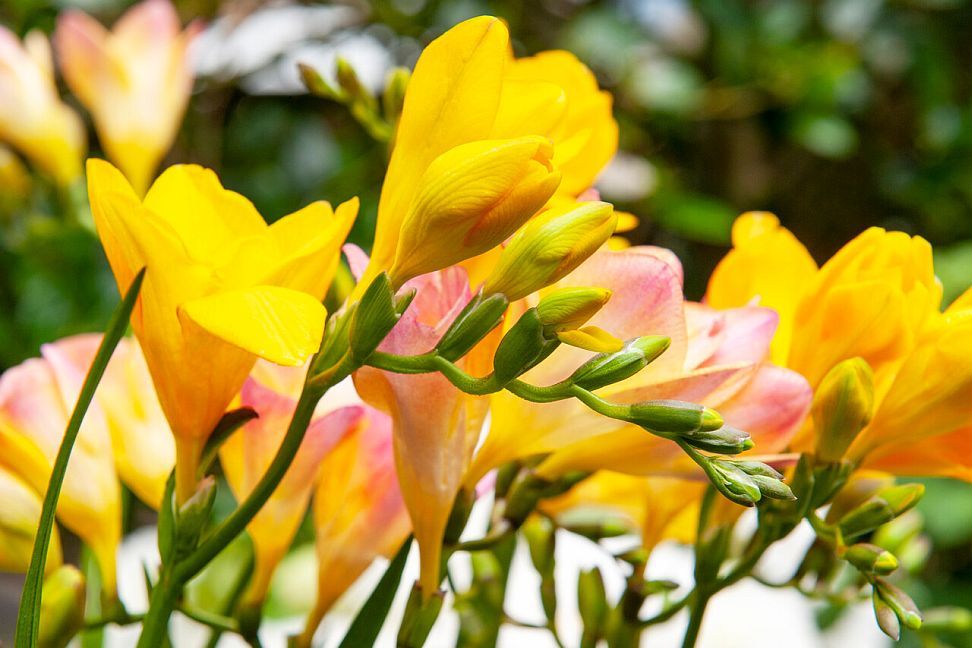 Freesia 'Yellow River'