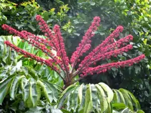 Schefflera actinophylla mauroguanandi