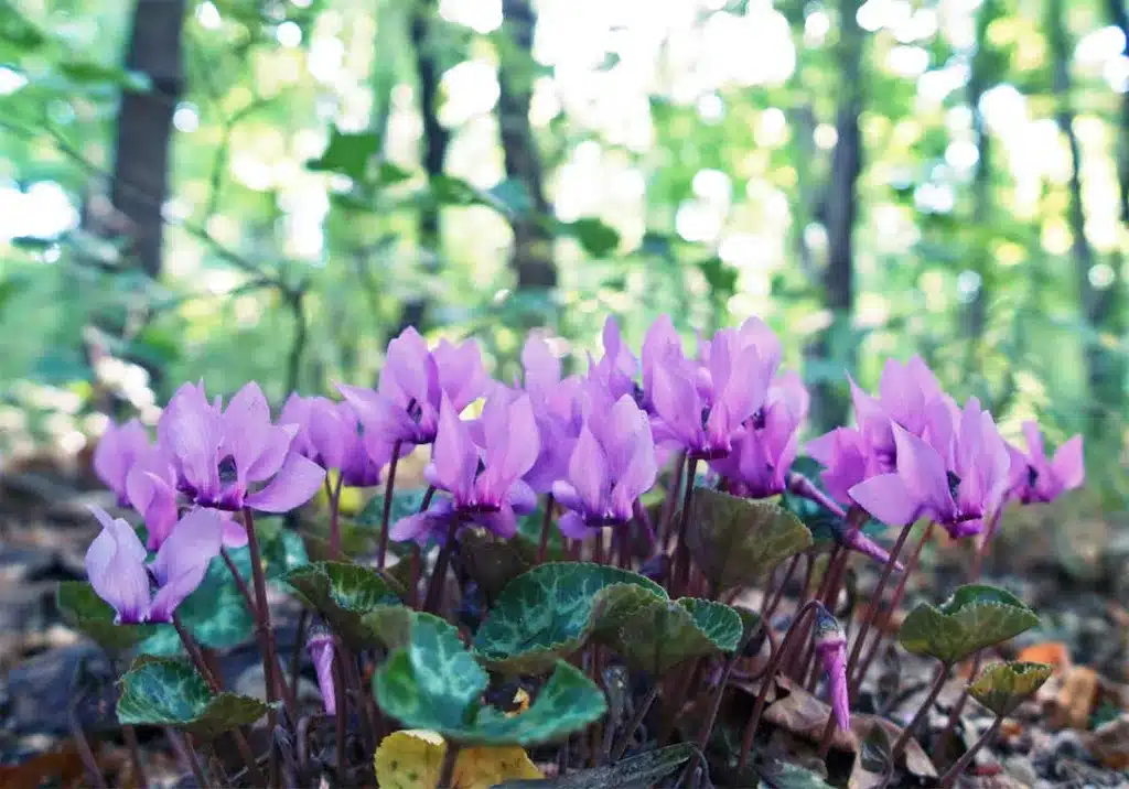 bramborik lesni Cyclamen purpurascens fot shutterstock 475426435 autor kisklau