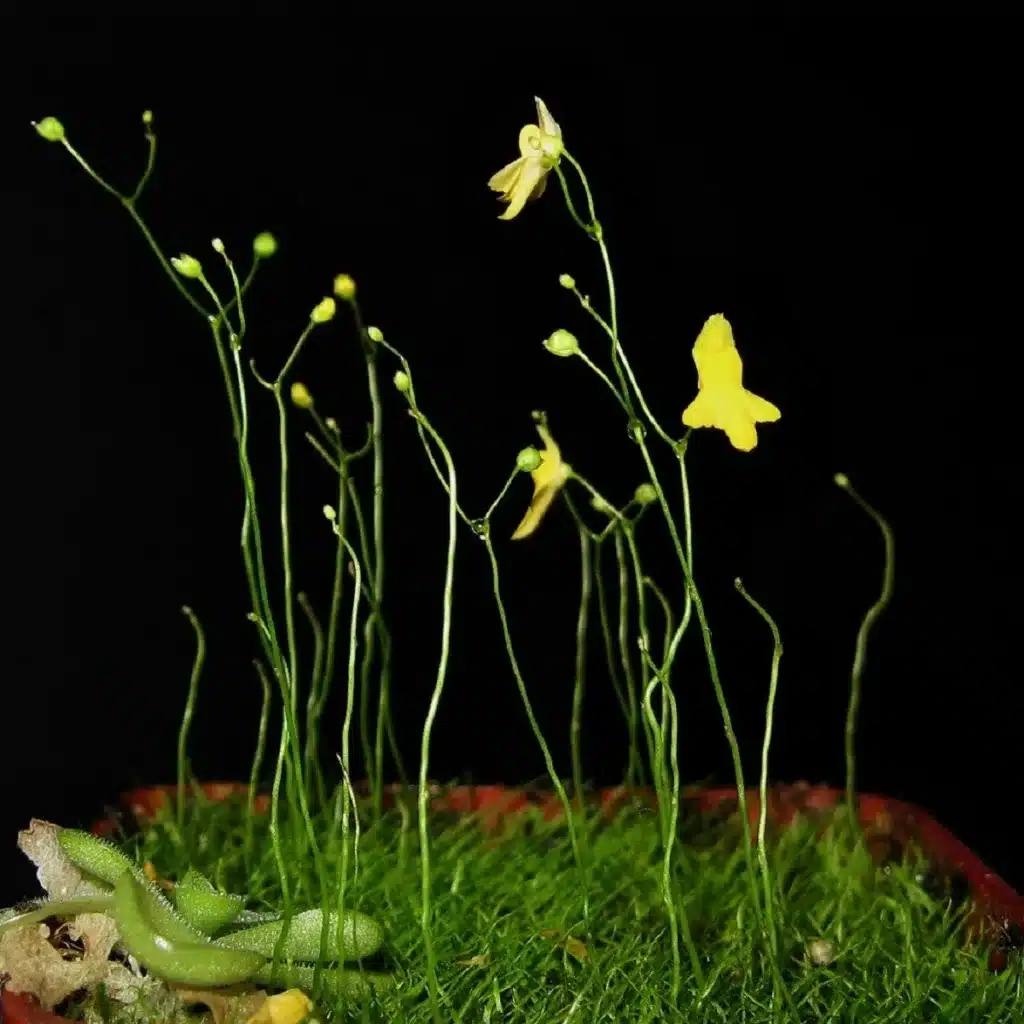 bublinatka sidlovita utricularia subulata semena bublinatky 15 ks