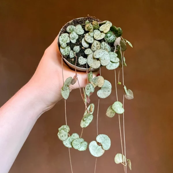 Lampášik Woodov (Ceropegia woodii) v malom kvetináči s previsnutými stonkami a drobnými srdcovitými listami