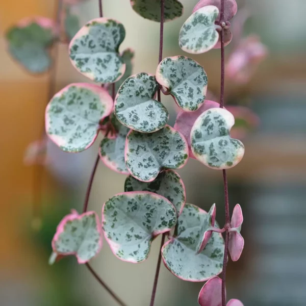 Detail mramorovaných srdcovitých listov lampášika Ceropegia woodii Variegata s ružovým lemom