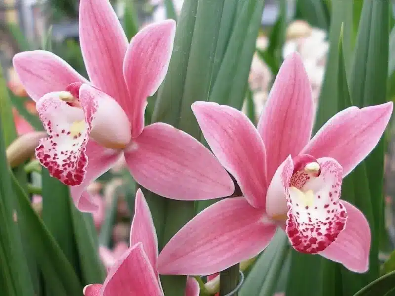 cymbidium2 jpg