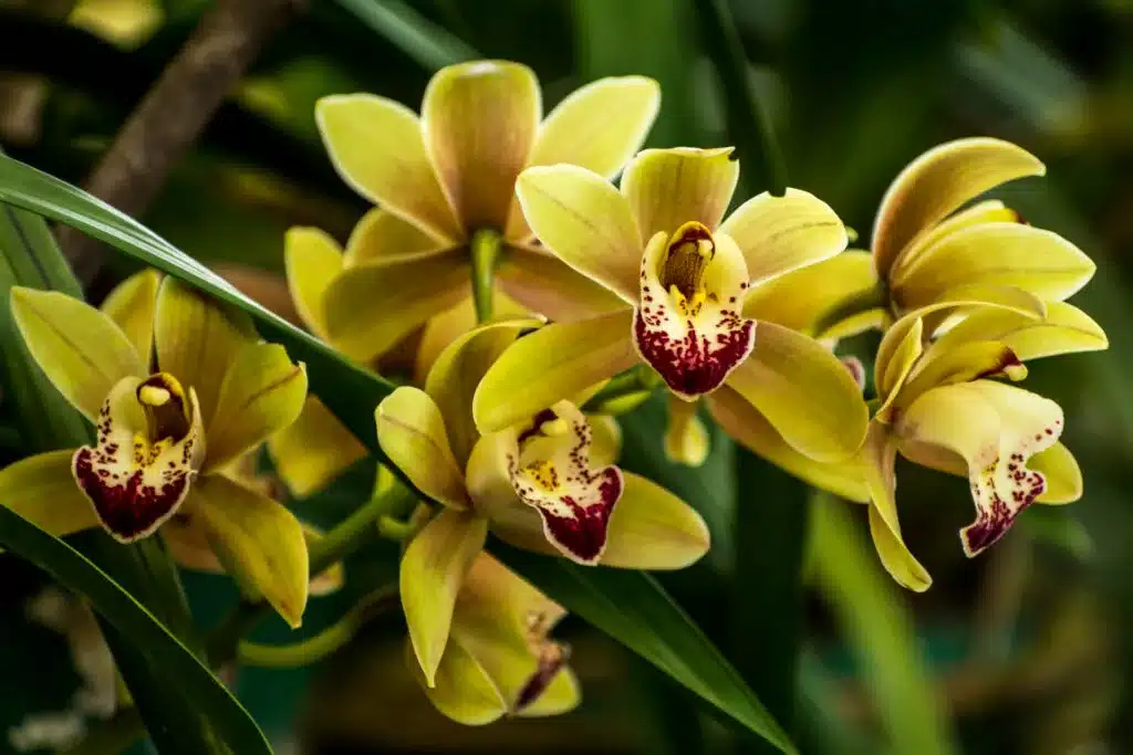 dreamstime m 222406916 cymbidium 1024x683 1 jpg