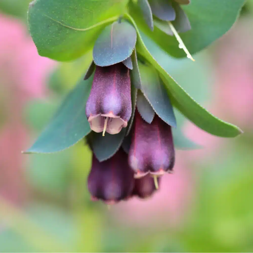 voskovka vetsi hoya cerinthe major purpurescens semena 5 ks