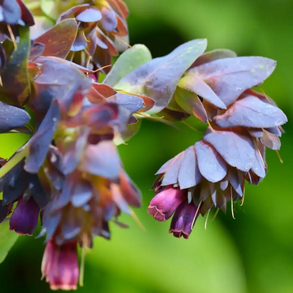 voskovka vetsi hoya cerinthe major purpurescens semena voskovky 5 ks