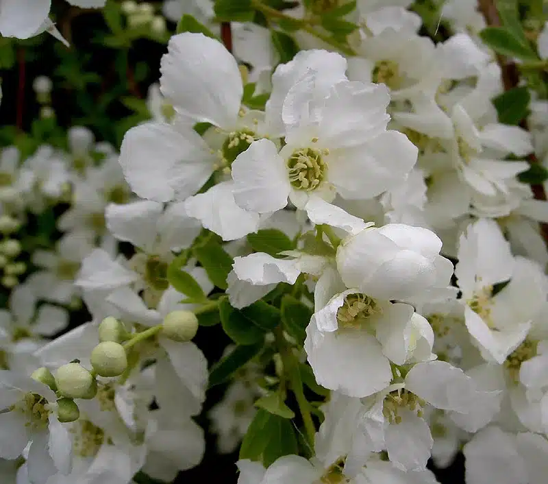 vyr 24exochorda racemosa the bride jpg