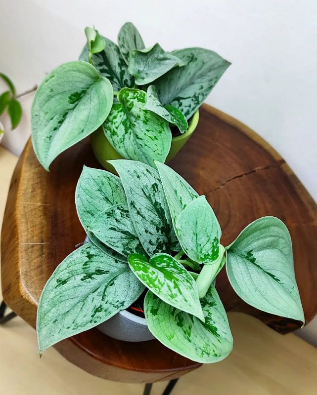 vyr dl 63 1 scindapsus pictus silvery anne silver pothos.jpg.big