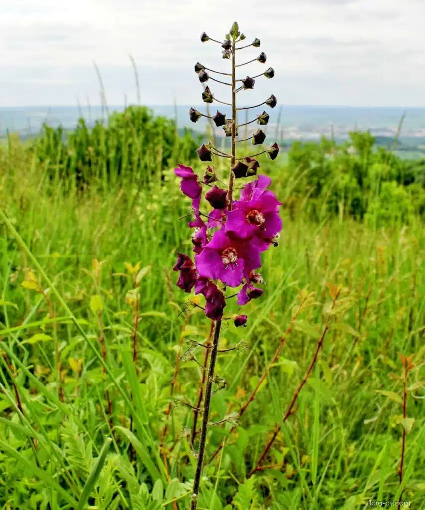 38226 30 divizna brunatna verbascum phoeniceum c3 3