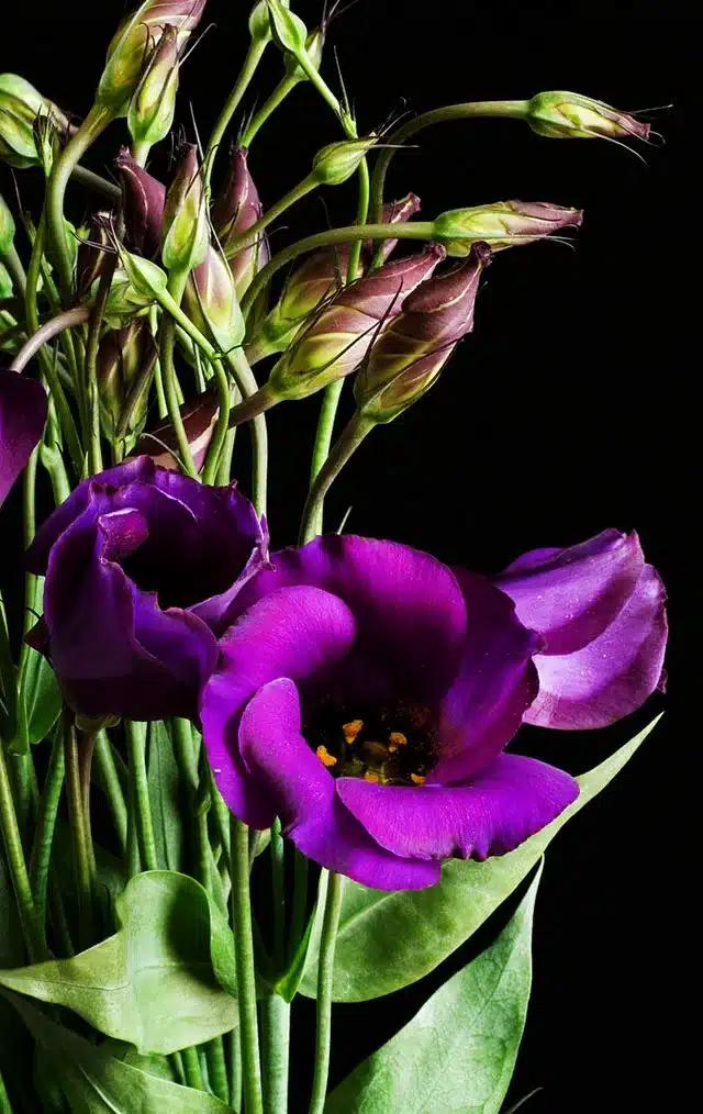 640px Eustoma grandiflorum purple 02 jpg