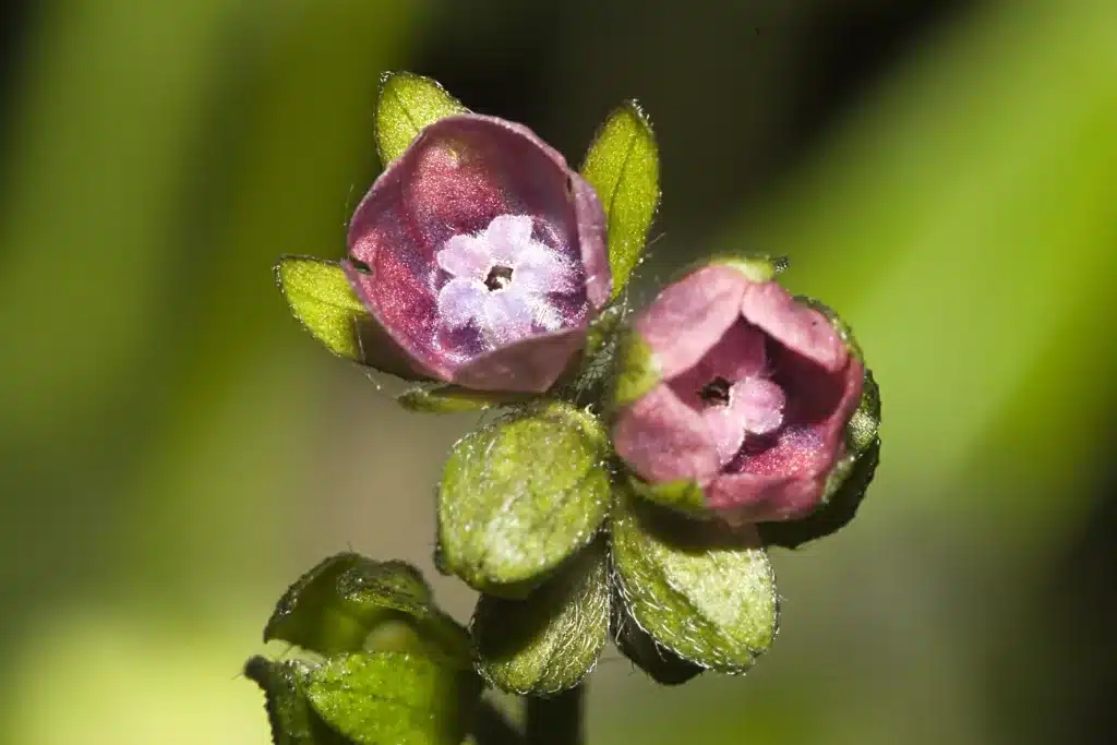 Cynoglossum.germanicum.7737