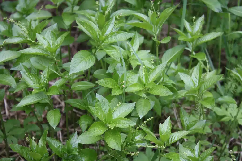 Mercurialis perennis Lehtosinijuuri IM8967 C