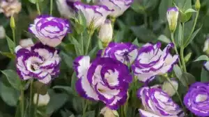 eustoma w doniczce to ozdoba kazdego wnetrza sprawdz co zrobic by kwitla jak najdluzej 1838 402 86995