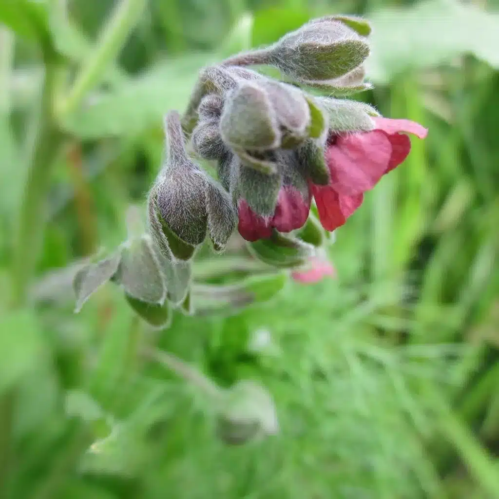 uzanka lekarska cynoglossum officinale semena uzanky 10 ks