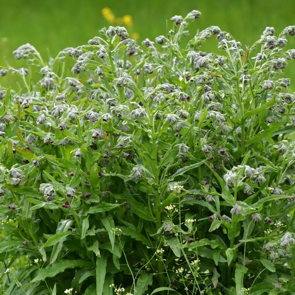 uzanka lekarska semena 10 ks cynoglossum officinale