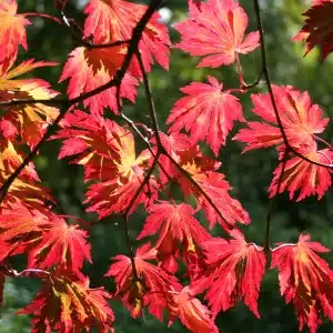 Acer japonicum Aconitifolium JPG1b