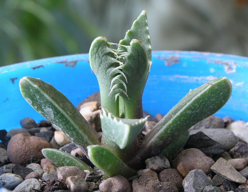 faucaria tigrina