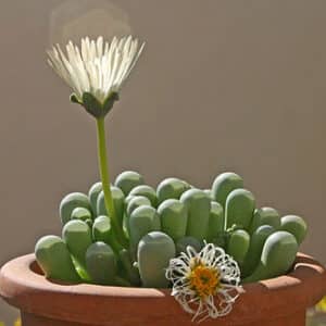 fenestraria rhopalophylla