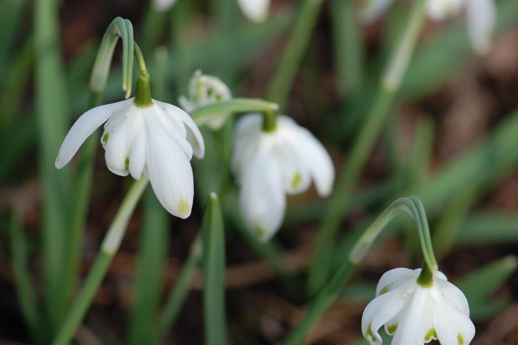 Galanthus nivalis ‘Pusey Green Tips’