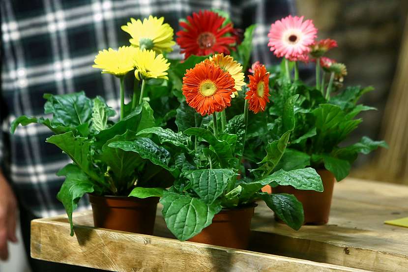 Gerbera (Gerbera)
