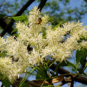 Jasan zimnář (Fraxinus ornus)
