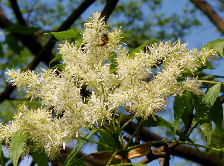 Jaseň mannový (Fraxinus ornus) – hustá metlina krémovobielych, silne voňavých kvetov