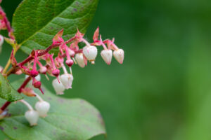 Libavka Shallon (Gaultheria shallon)