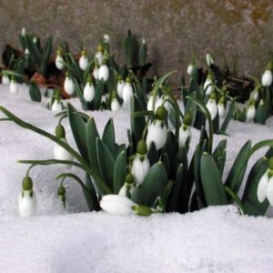 Sněženka předjarní (Galanthus nivalis)
