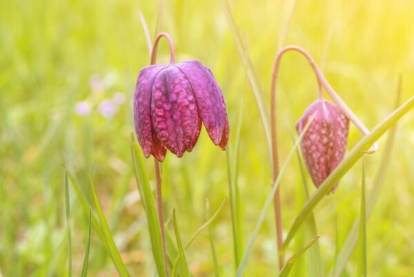 Detail purpurroter, schachbrettartig gezeichneter Blüten der Schachbrettblume