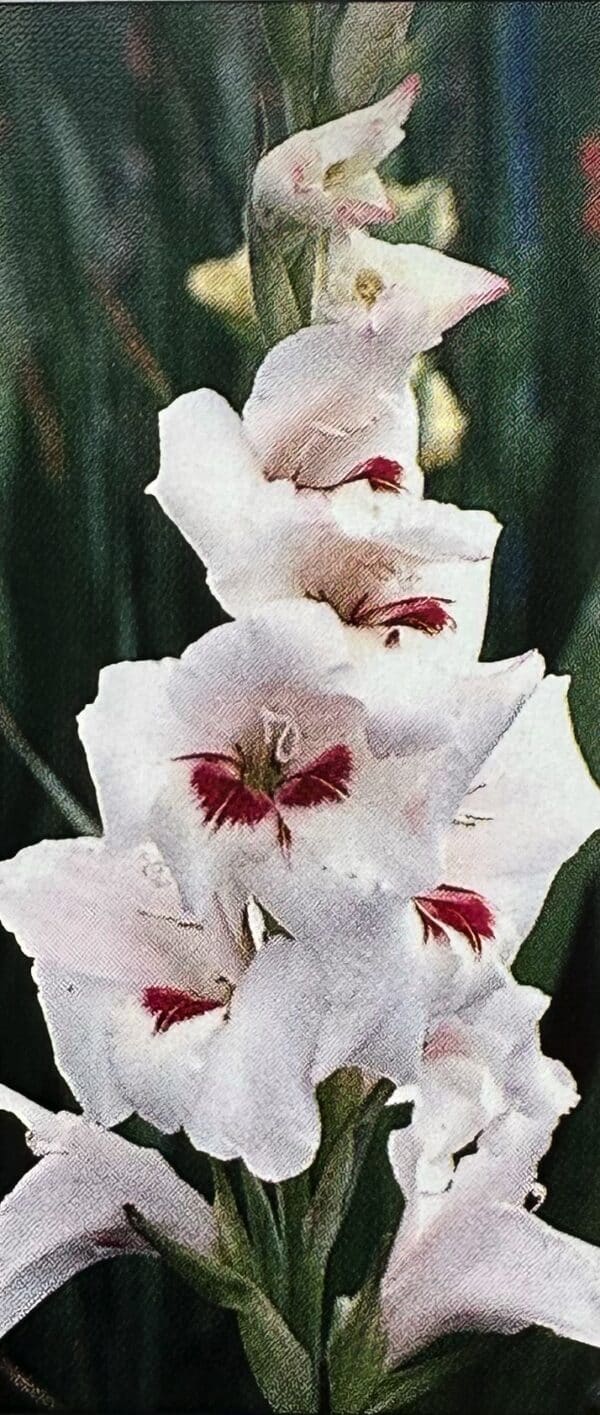 Gladiole der Sorte Dancing Queen mit weißen Blüten und dunkelroten Schlundflecken