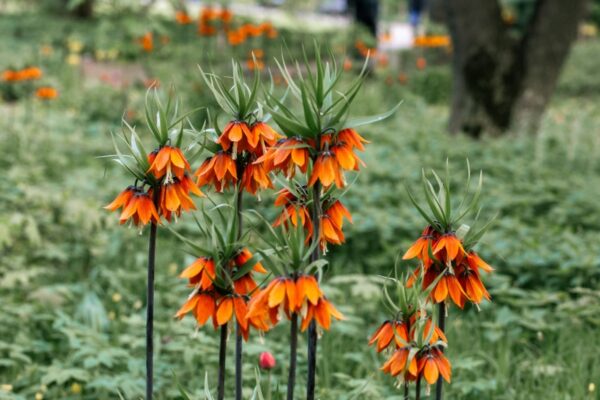 Blühende Kaiserkronen (Fritillaria imperialis) mit orangefarbenen Glocken im Rasen eines Parks