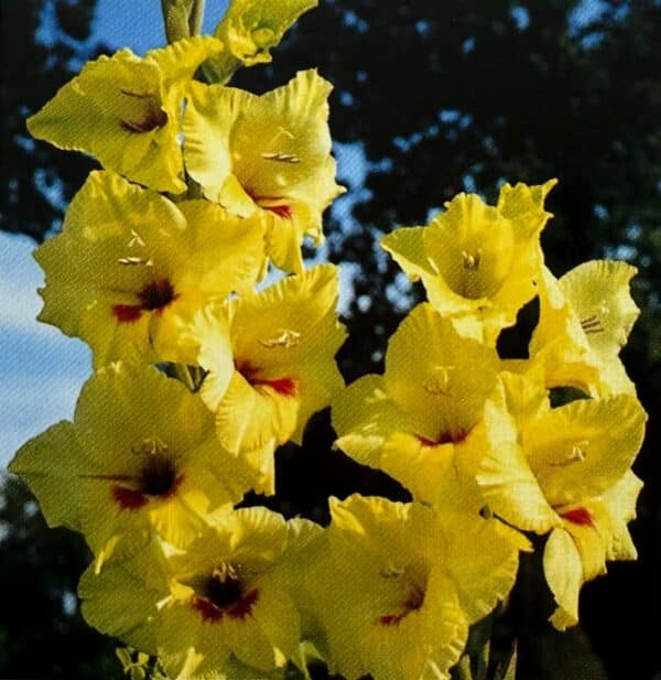 Gladiole der Sorte Green Woodpecker mit gelben Blüten und rotem Schlundfleck