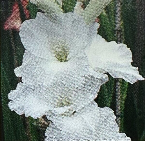 Weiß blühende Gladiole der Sorte The Bride