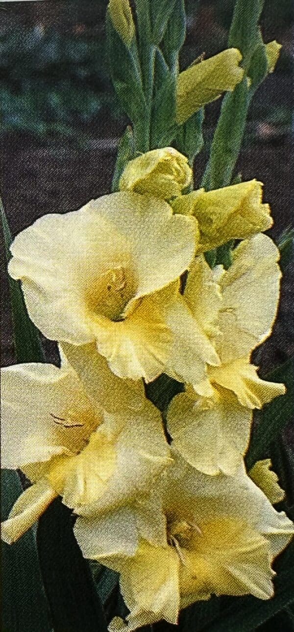 Blütenstand der Gladiole der Sorte Moon Mirage aus der Nähe
