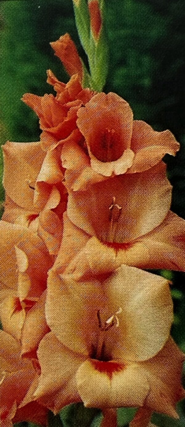 Gladiole der Sorte Peter Pears mit aprikosenfarbenen Blüten