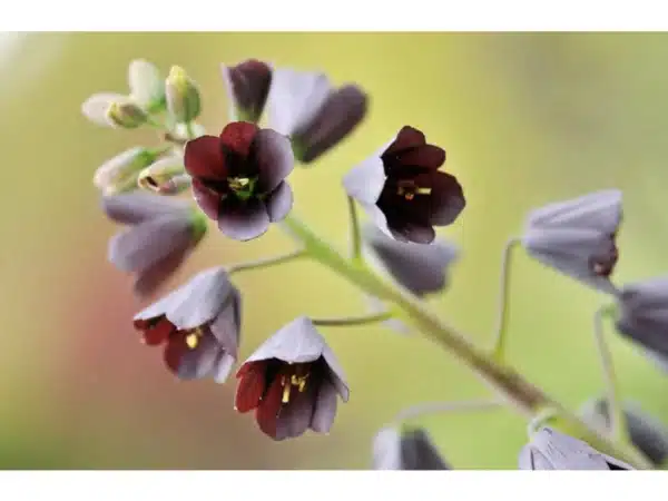 Persische Fritillarie (Fritillaria persica) — Detail dunkel weinroter und graupurpurner Glöckchen am gebogenen Stängel