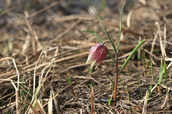Schachbrettblume (Fritillaria meleagris) mit schachbrettartig gezeichneter Glockenblüte