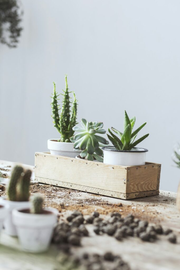 Creative composition of plant in classic pots on the wooden table.