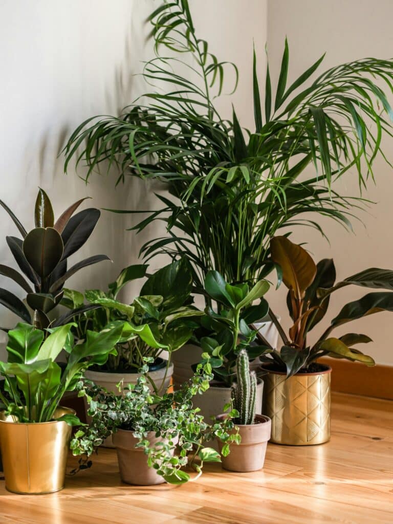 Interior of with many different houseplants. Interior with plants in living room on the floor.