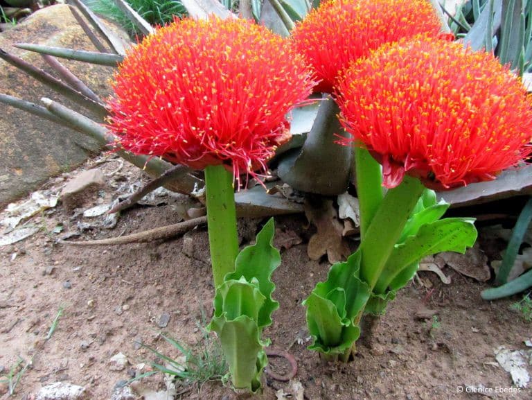 Krvokvět natalský (Scadoxus puniceus)