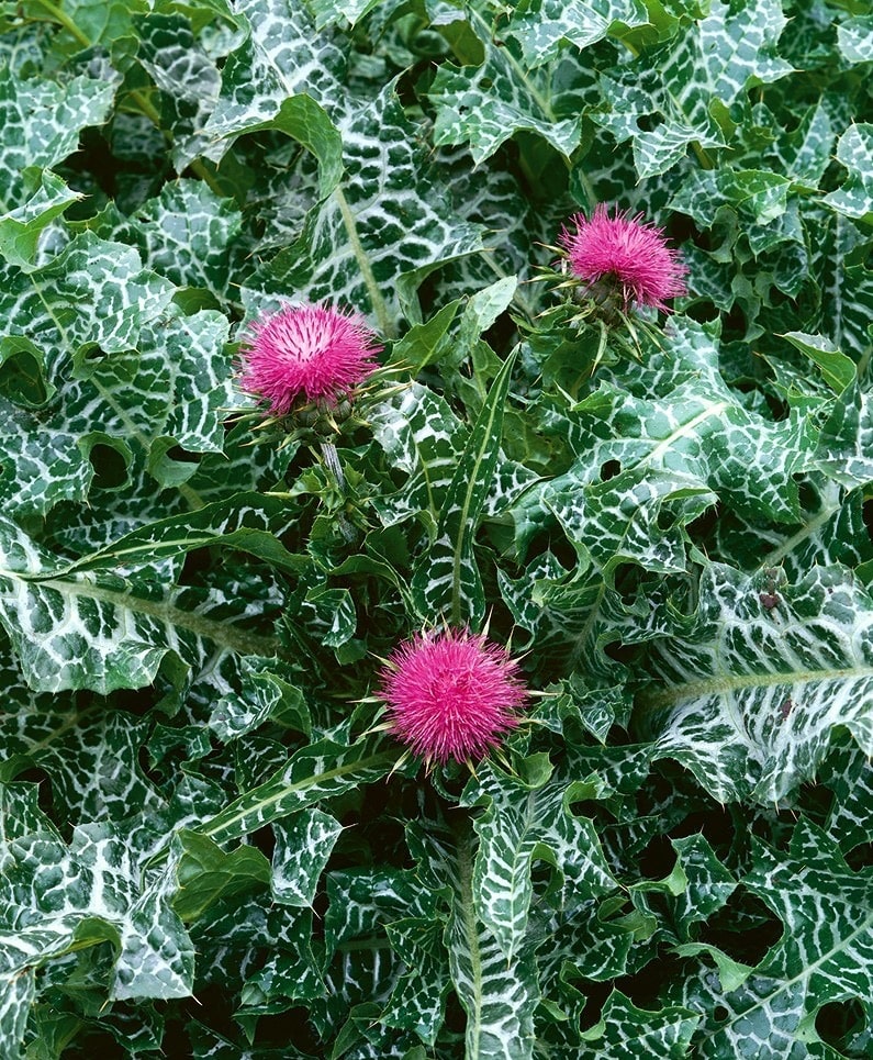 Ostropestřec mariánský (Silybum marianum)​