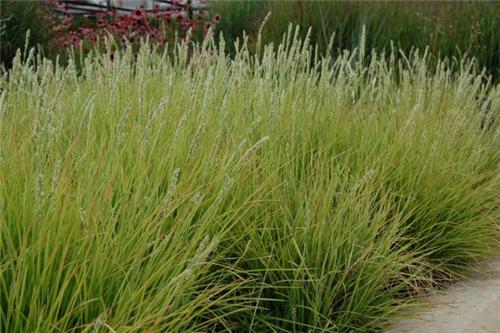 Sesleria autumnalis, péchava podzimní​
