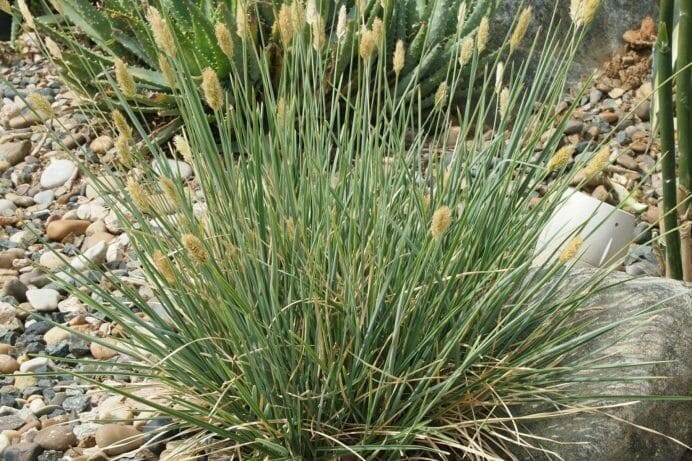 Sesleria nitida – péchava hnízdovitá​