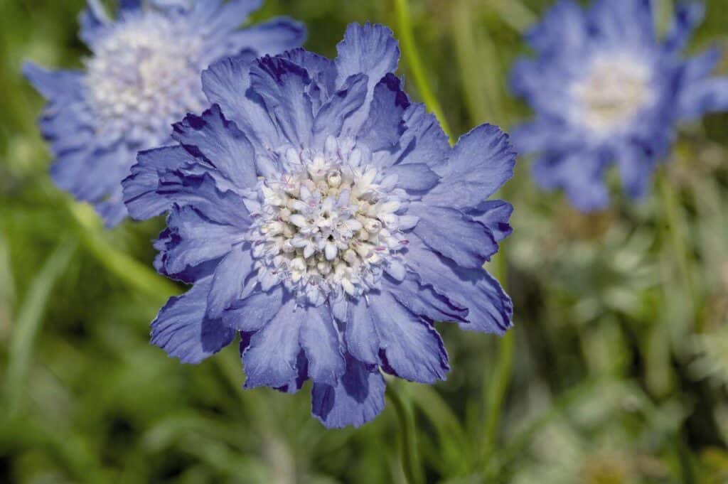 Hlaváč kavkazský 'Fama Deep Blue' - Scabiosa caucasica