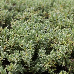 Hebe pinguifolia