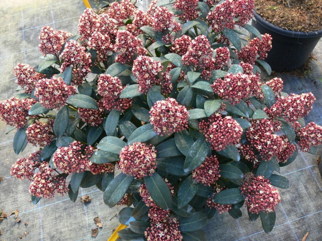 Skimmia japonica 'Rubella'