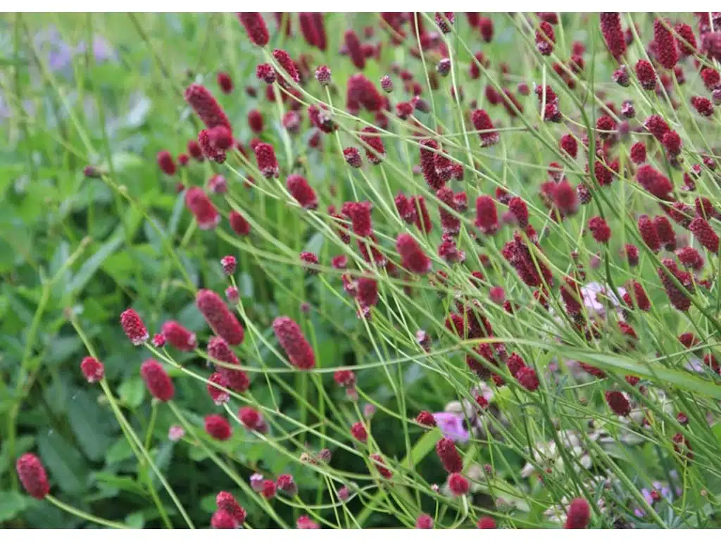 Krvavec toten - Sanguisorba officinalis​