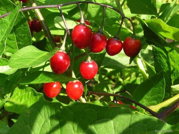 Zrelé červené bobule ľuľka sladkohorkého (Solanum dulcamara) na vetvičke