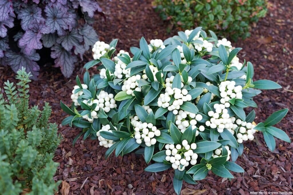 Skimmia japonica (syn. 'Fructu Albo')