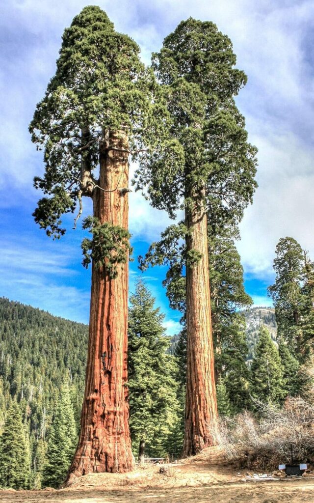 Sequoiadendron giganteum, sekvojovec obrovský